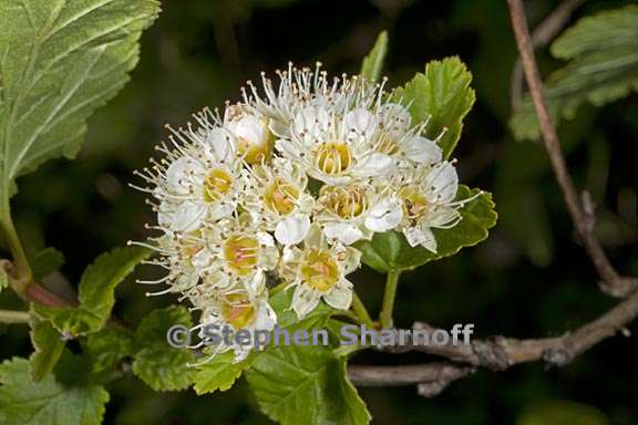 physocarpus capitatus 7 graphic